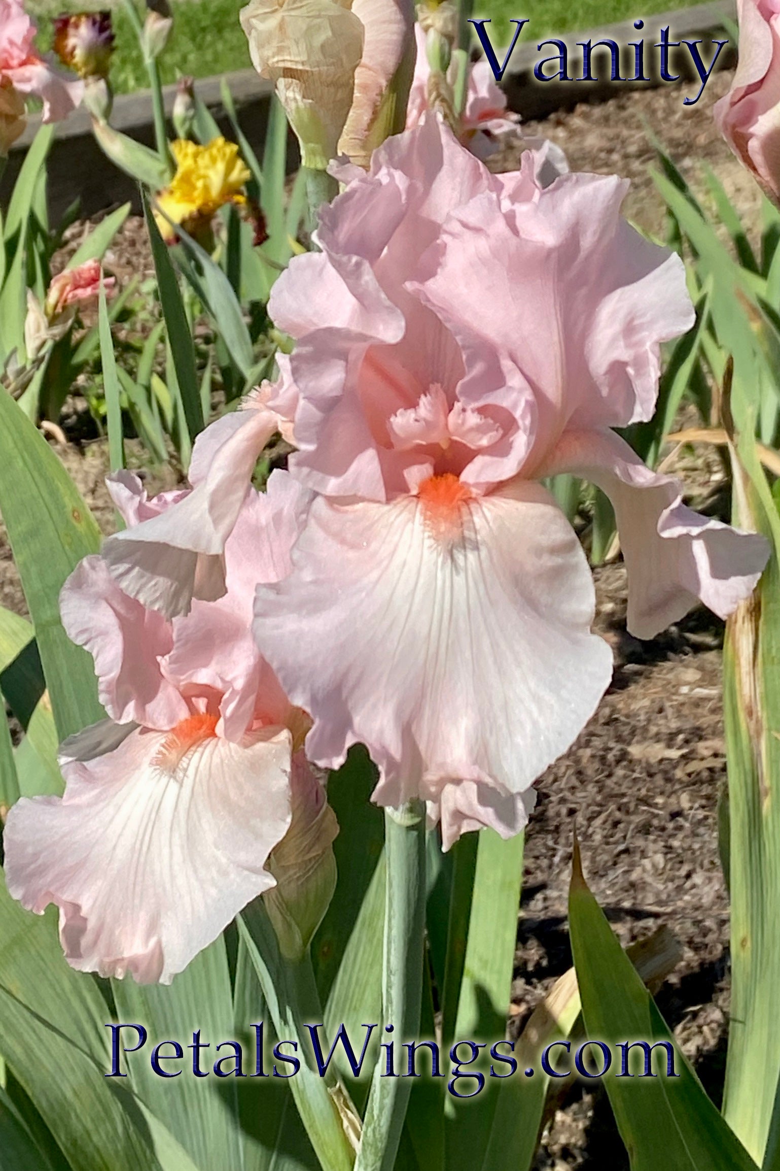 VANITY - 1974 - TB - Fragrant – PetalsWings