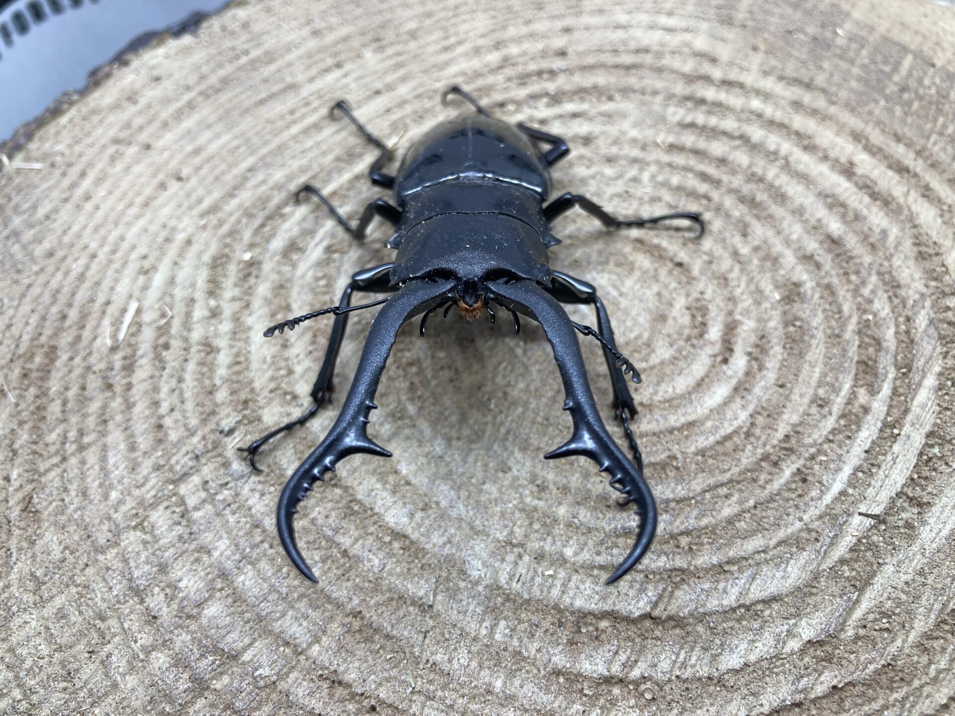 成虫】ギラファノコギリクワガタ（ネグロス島） | ペットフォレスト