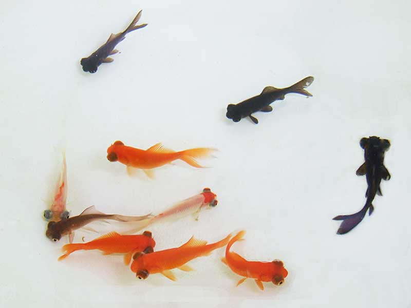 ①出目金編】金魚の種類についてあれこれ【思い出話】 | ペット
