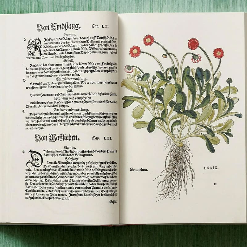 THE NEW HERBAL: Leonhart Fuchs | Pezula Interiors