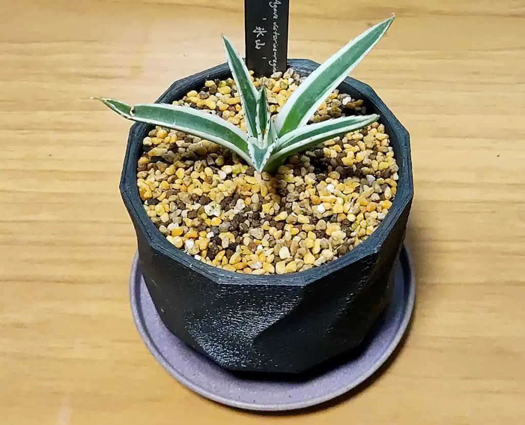 アガベ・笹の雪「氷山」の購入と成長記録 | アガベの成長をただ記録