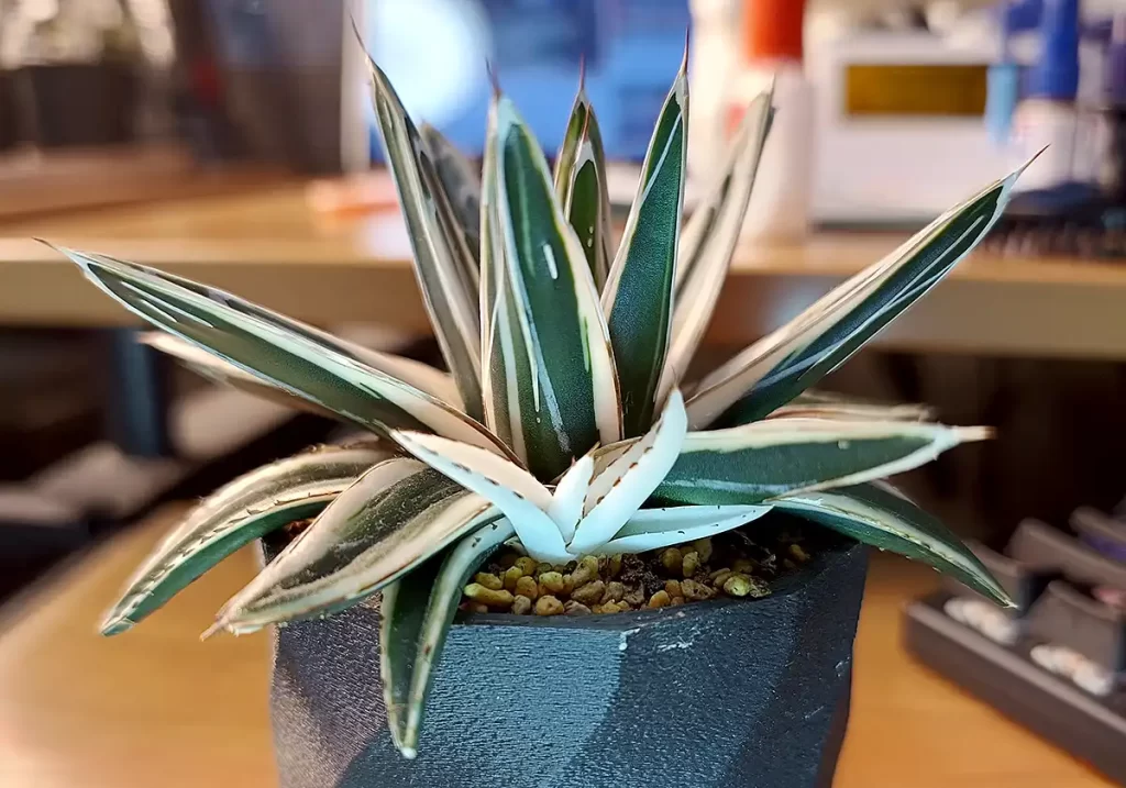 アガベ・笹の雪「氷山」の購入と成長記録 | アガベの成長をただ記録