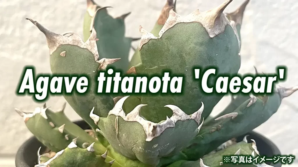 アガベ・チタノタ「シーザー」の発根管理と成長記録 | アガベの成長を