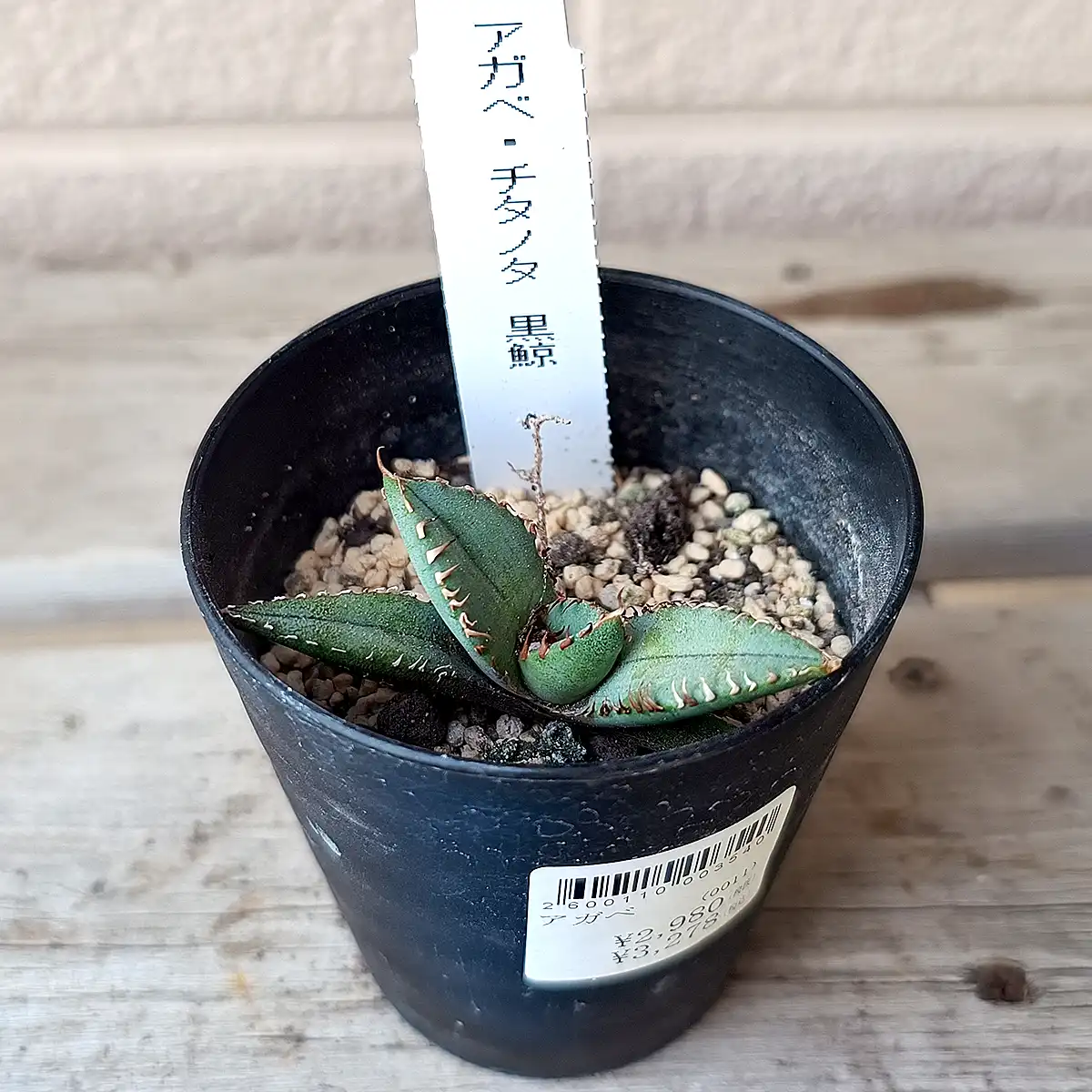 アガベ・チタノタ「黒鯨」購入と成長記録 | アガベの成長をただ記録