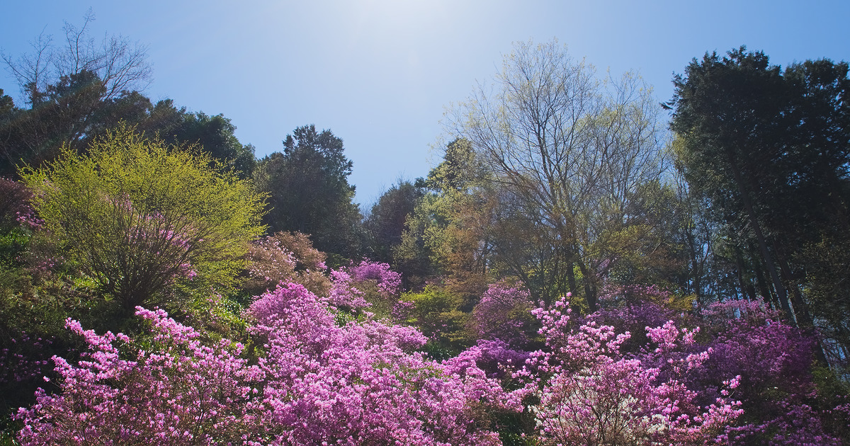 むらさき山ミツバツツジ園 - PhotoMap