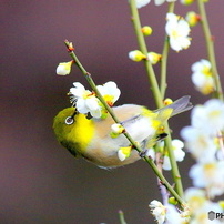 PENTAX(ペンタックス)のレンズ SMC PENTAX67 300mmF4 で撮影した写真