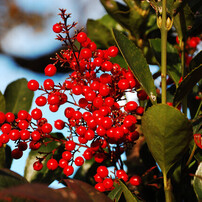 NIKON(ニコン)のレンズ AF-S DX Zoom Nikkor ED 18-135mm F3.5-5.6G