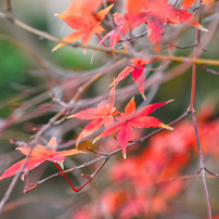 NIKON(ニコン)のレンズ AF-S DX VR Zoom-Nikkor 55-200mm f/4-5.6G IF