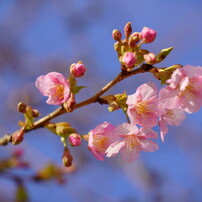 SIGMA(シグマ)のレンズ 105mm F2.8 DG DN MACRO [ソニーE用] で撮影