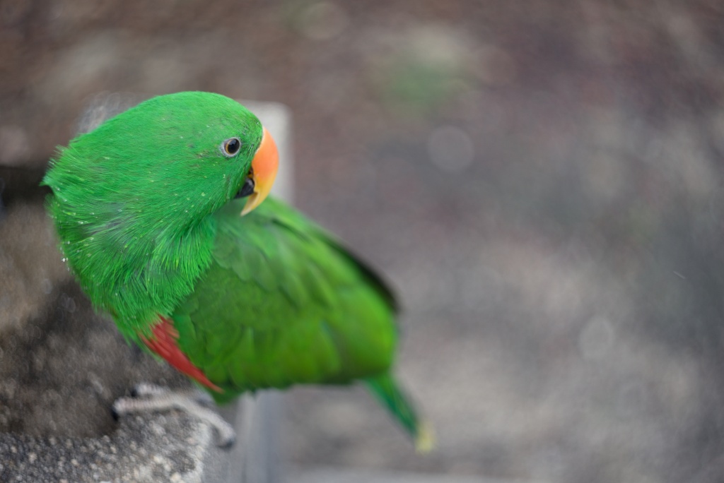 HELIOS-44M-6 58mm F2 – 超画伯の写真漂流記