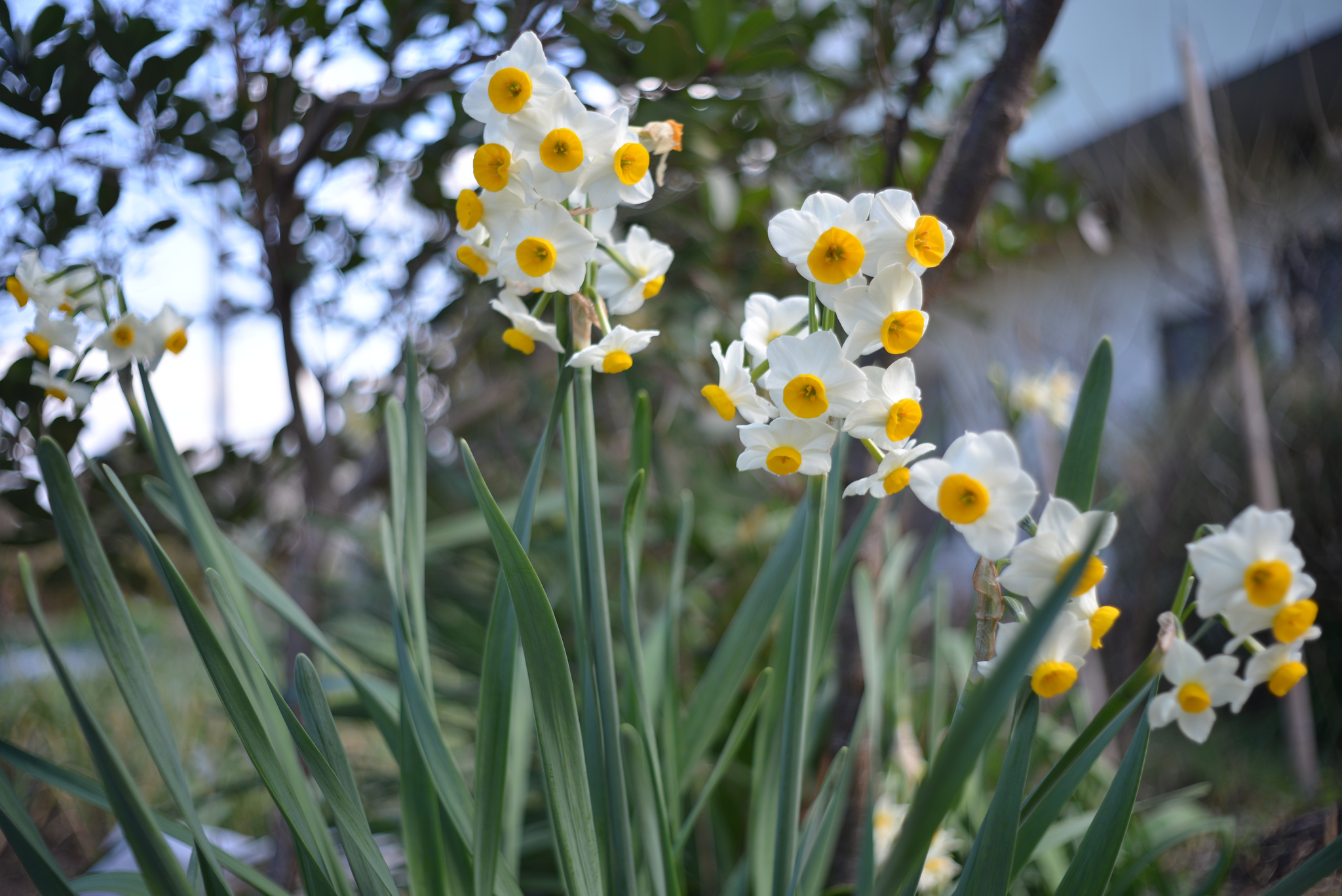 想定していないはずの色 | NIKKOR-S Auto 35mm F2.8 | Photo Lens [ ふ
