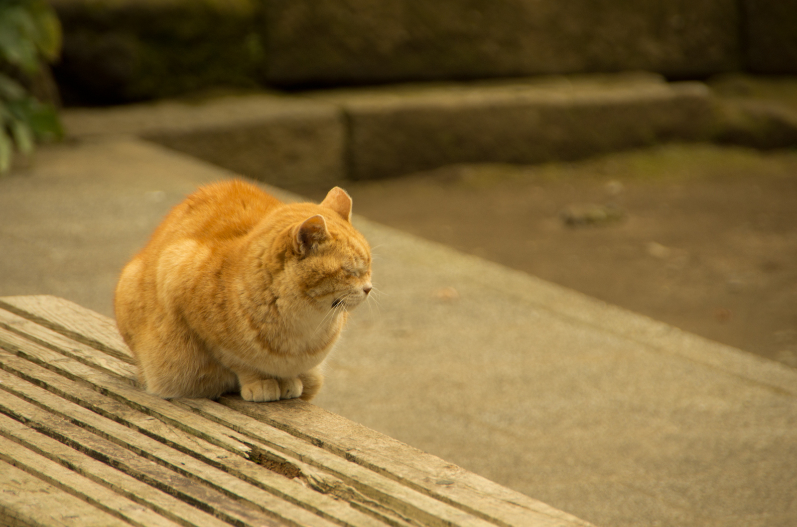 Sigma 18-250mm F3.5-6.3 DC OS HSM - レンズ - pentax memo