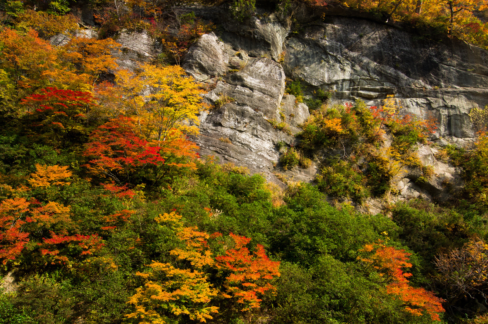 smc PENTAX-DA 12-24mm F4 ED AL [IF] - レンズ - pentax memo