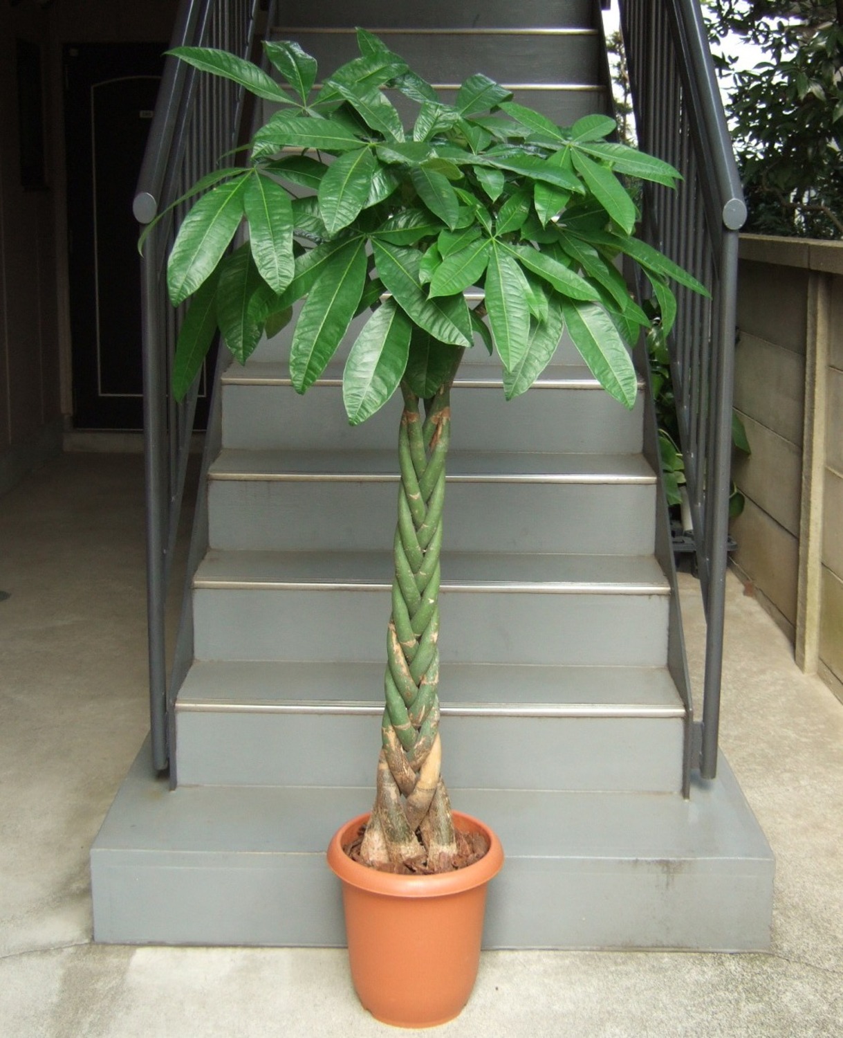 パキラ10号鉢 | 移転祝い 開店祝い 法人ギフト販売のアンジェリック