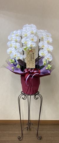 光触媒造花-胡蝶蘭（花台付き） | 移転祝い 開店祝い 法人ギフト販売の