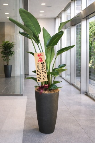 観葉植物 特大 オーガスタ 特大鉢クリアブラック 樹脂製 | 移転祝い