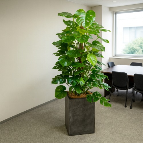 観葉植物 特大 モンステラ コンクリート風大型スクエア鉢 | 移転祝い