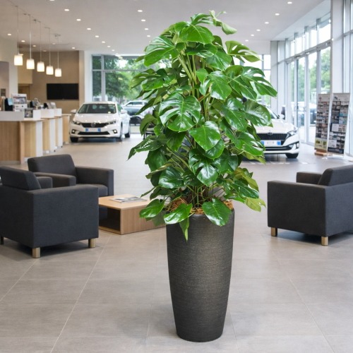 観葉植物 特大 モンステラ 特大鉢 クリアブラック 樹脂製 | 移転祝い