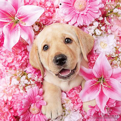 PICTWANカレンダー2026 ラブラドール・レトリーバー【L判】