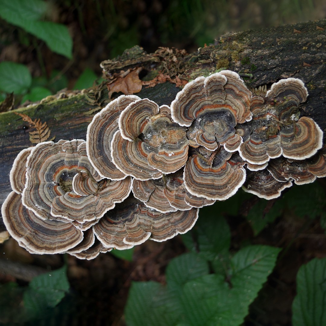 サルノコシカケ科 (Polyporaceae) - Picture Mushroom