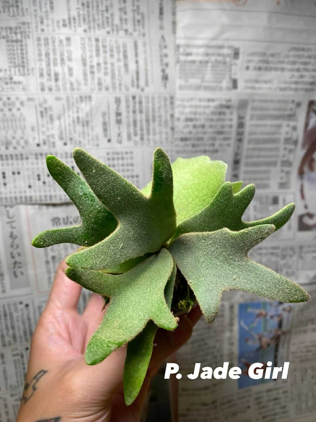 Platycerium willinckii 