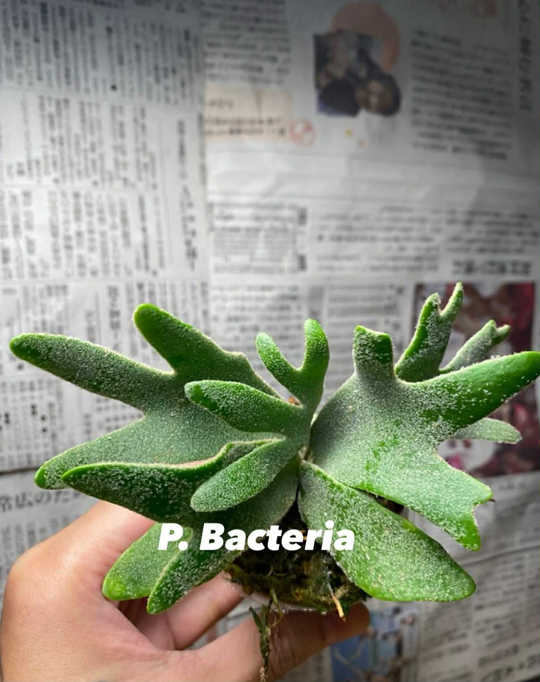 Platycerium willinckii 