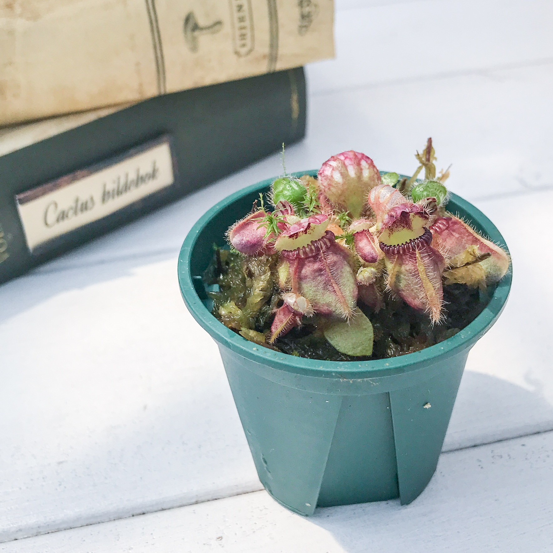 PLANCHU 食虫植物 セファロタス フォリキュラリス Cephalotus