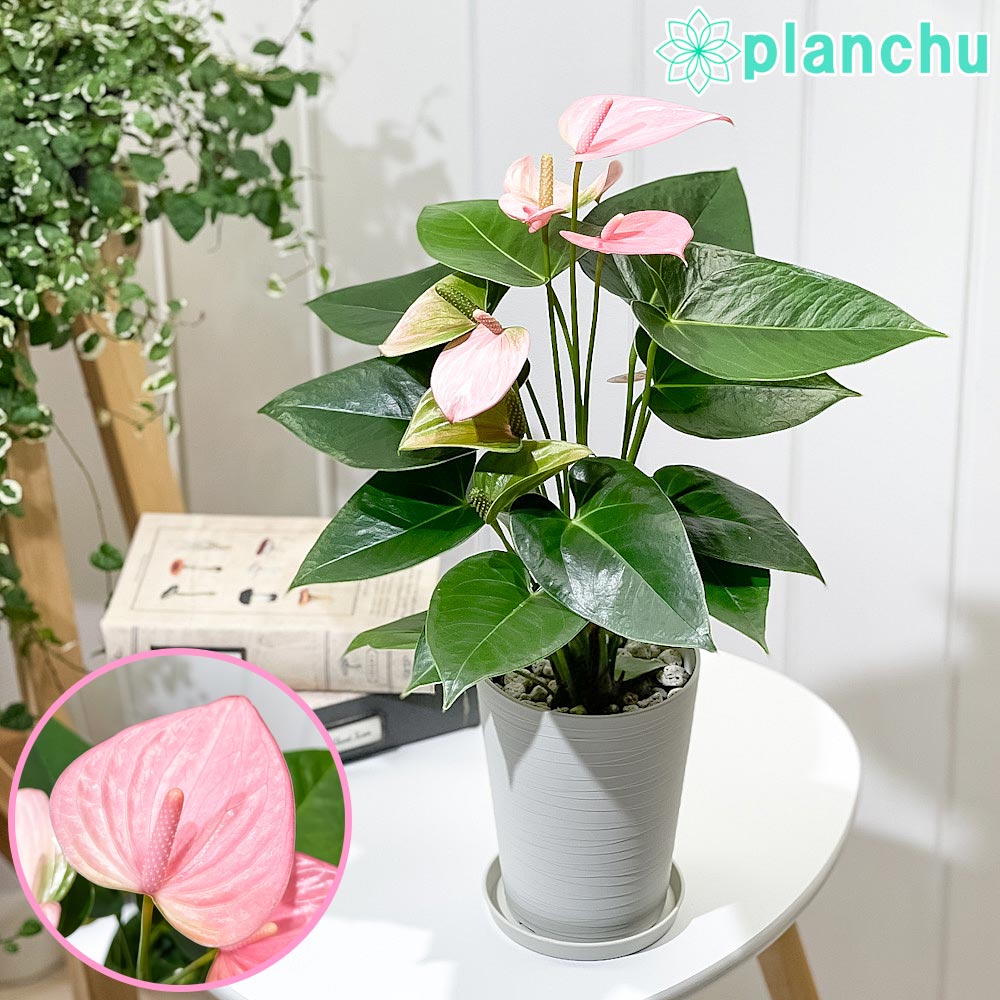 PLANCHU 観葉植物 アンスリウム ロイヤルピンクチャンピオン Anthurium