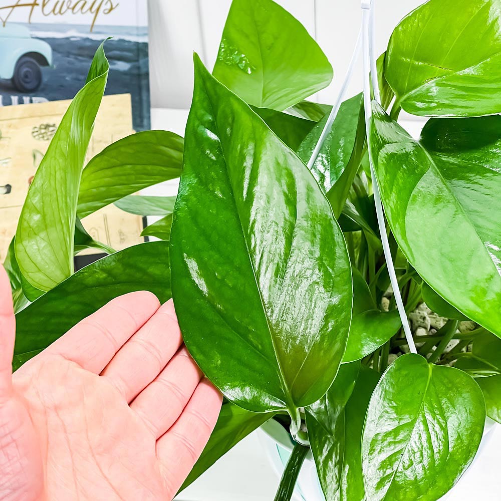 PLANCHU 観葉植物 ポトス パーフェクトグリーン Epipremnum aureum