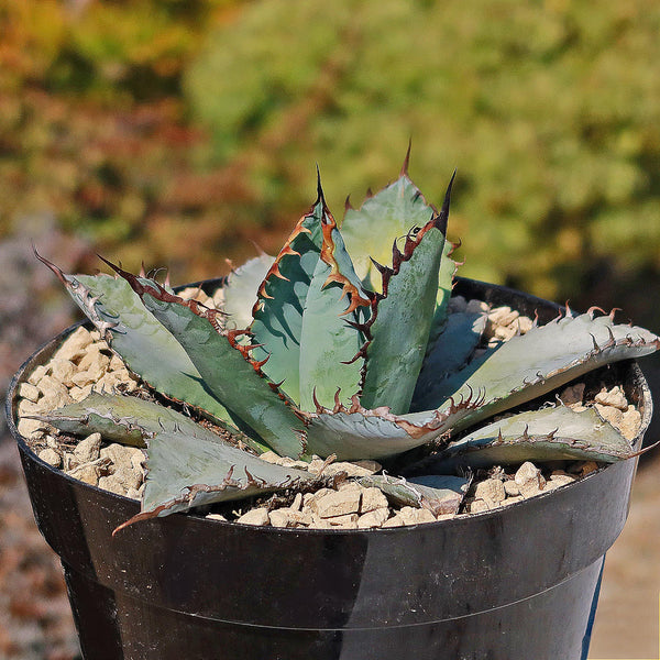 Agave-titanota-Lions-