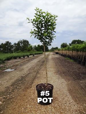 Apple Trees - Shizuka Apple – Plant Me Green