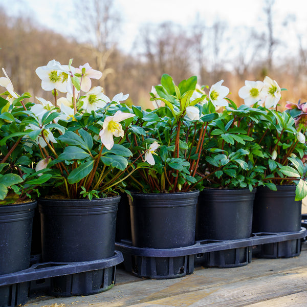 Mont Blanc Christmas Rose – Plant Detectives
