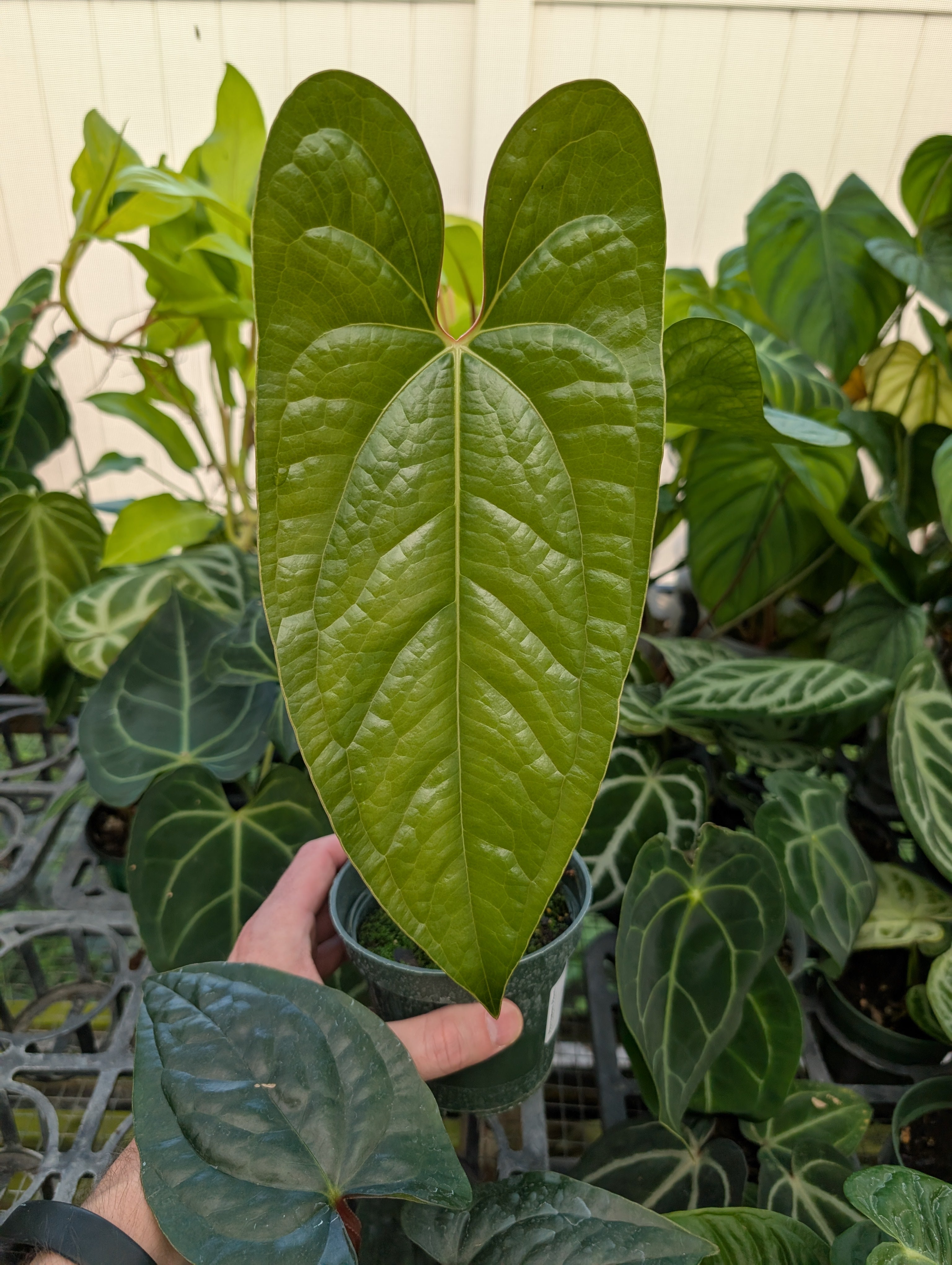 Anthurium 'Happy Bunny' (Pinkleyi x Luxurians) – PLANTAMANI Plants