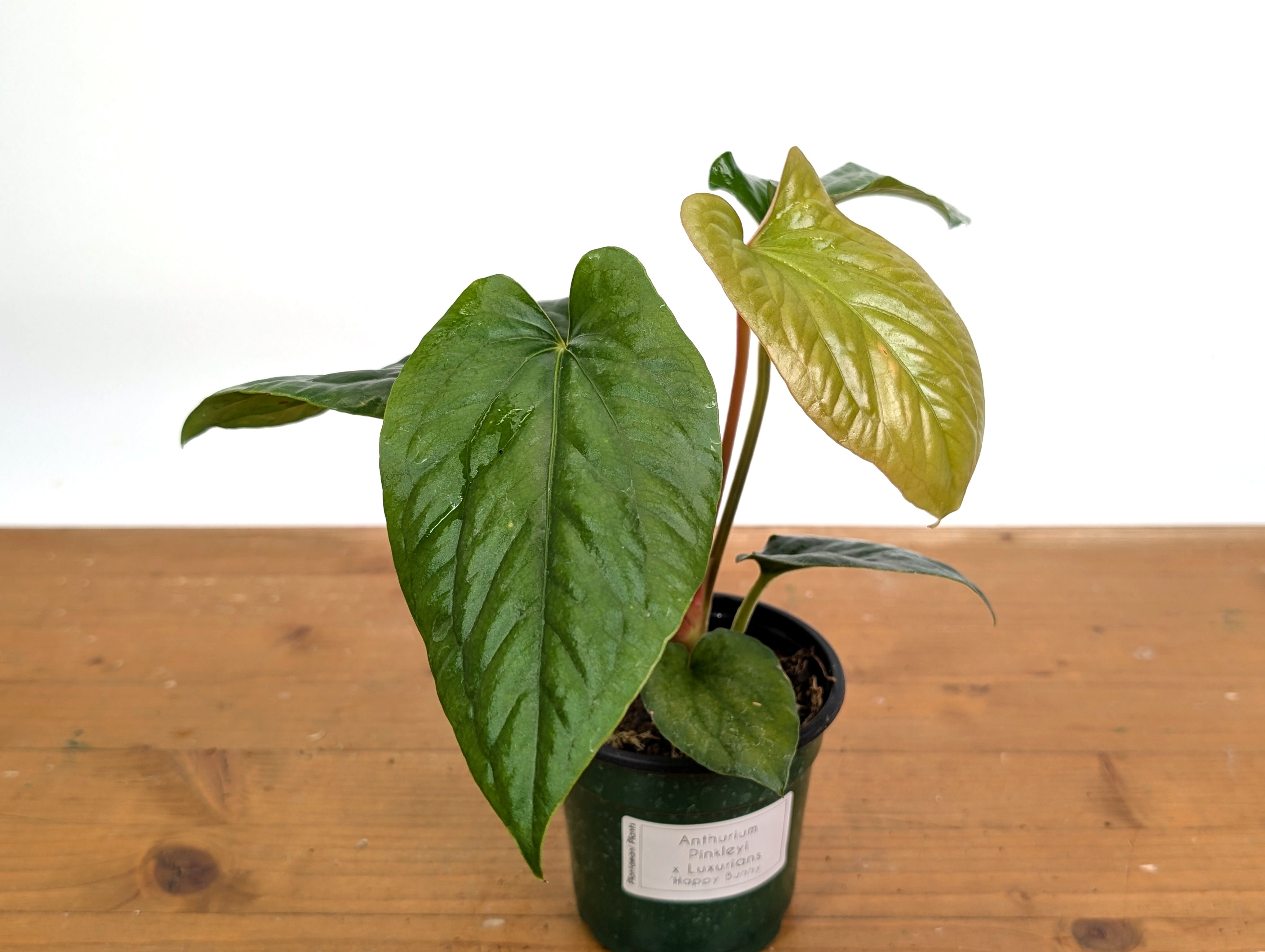 Anthurium 'Happy Bunny' (Pinkleyi x Luxurians) – PLANTAMANI Plants