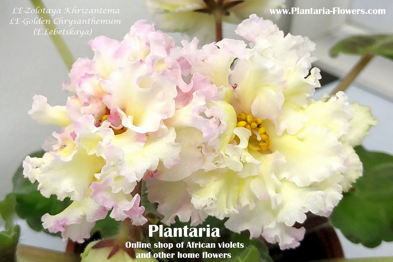 LE-Zolotaya Khrizantema (E.Lebetskaya) / LE-Golden Chrysanthemum