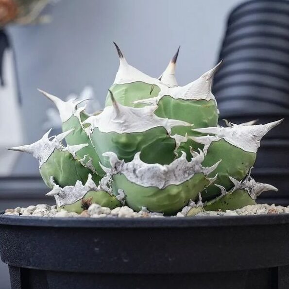 アガベ チタノタ SAD(南アフリカダイヤモンド)の特徴と育て方｜宝石の