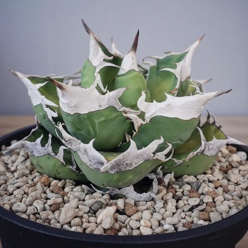 アガベ チタノタ SAD(南アフリカダイヤモンド)の特徴と育て方｜宝石の