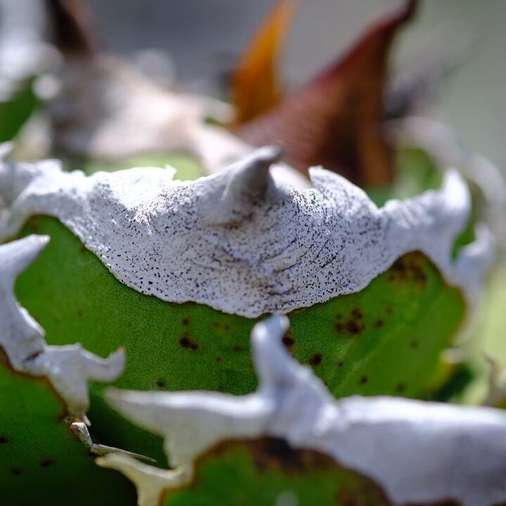 アガベ チタノタ 清櫻(セオ)の特徴と育て方｜石膏のような白棘と
