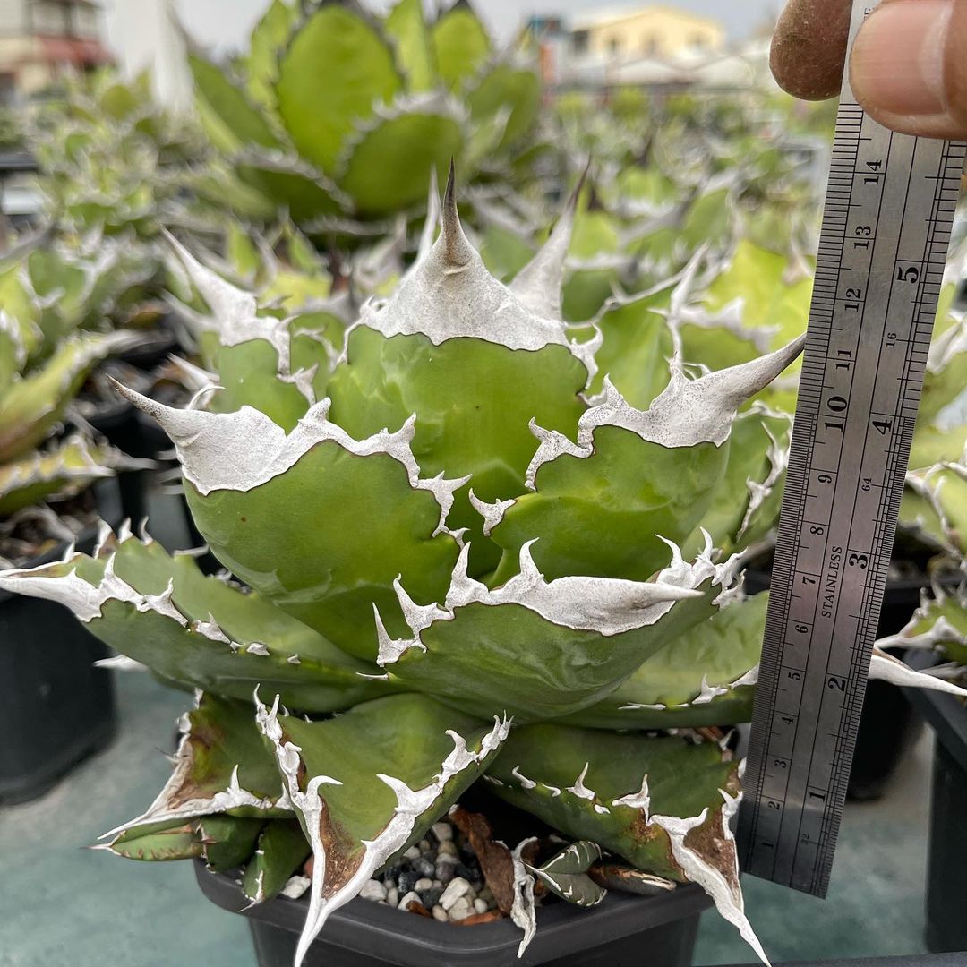 アガベ チタノタ ホワイトファイヤー(白火焔)の特徴と育て方