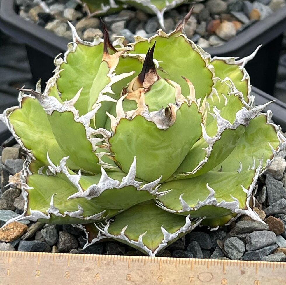 アガベ チタノタ フィリグリー(圓葉拇指)の特徴と育て方｜金銀細工の