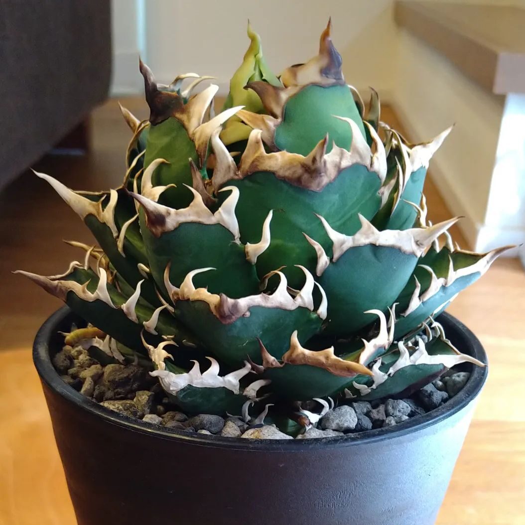 アガベ 赤猫(レッドキャットウィーズル)の育て方｜徒長対策と選び方