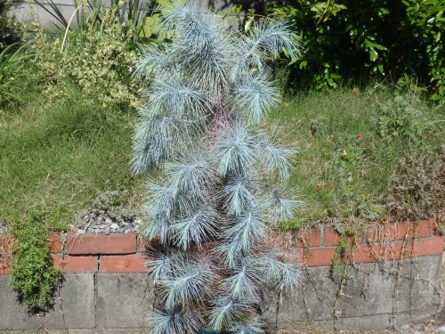 Pinus maximartinezii マルチネスピニョン松: 世界の半分は植物界
