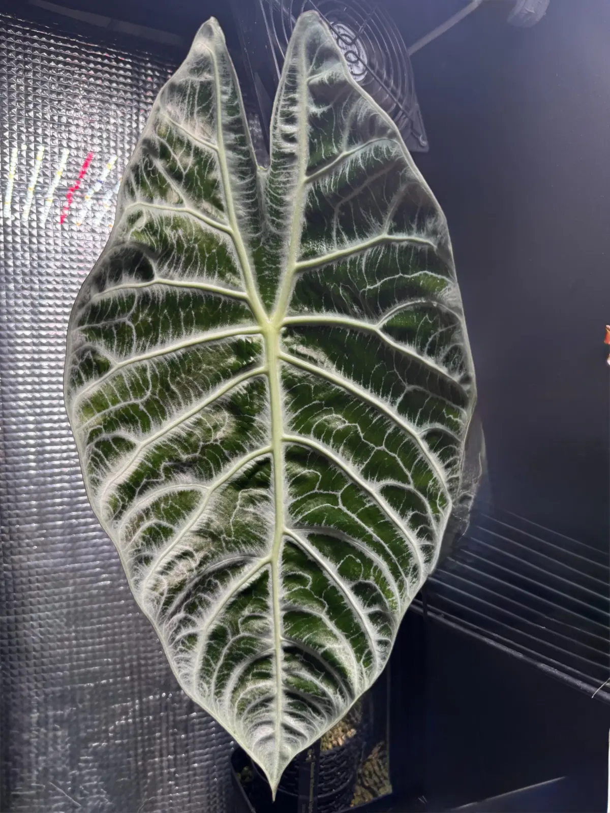 アロカシア ワトソニア ライトニング – Plants Navi