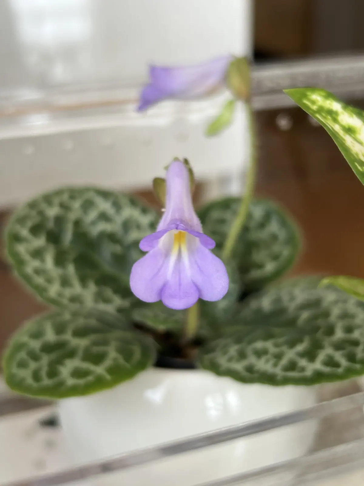 ストレプトカーパス プリティタートル 園芸ネット本店｜ストレプト