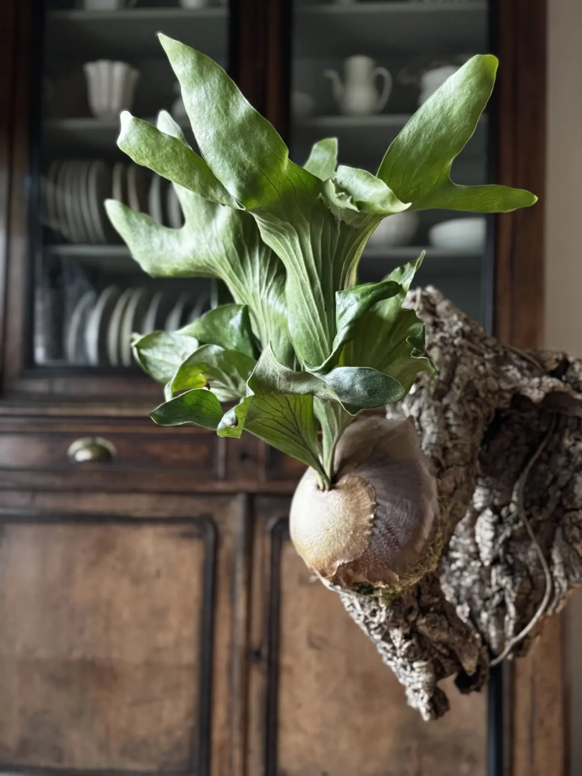 ビカクシダ ジョー Joe – Plants Navi