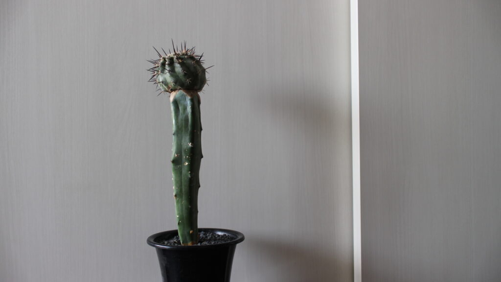 初心者がコピアポア・シネレア（黒王丸）接ぎ木の接ぎ降ろしに挑戦ー発