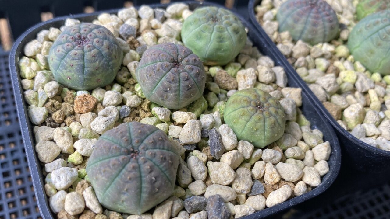 ユーフォルビア オベサ シンメトリ 実生1か月の記録 | MET PLANTS