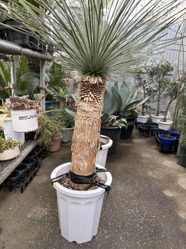 ユッカ・ロストラータ 10号 | Plants Shop Big Smile 通販