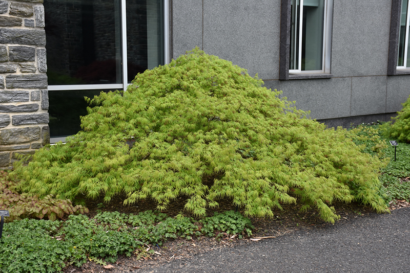 Waterfall Japanese Maple (Acer palmatum 'Waterfall') in Richmond