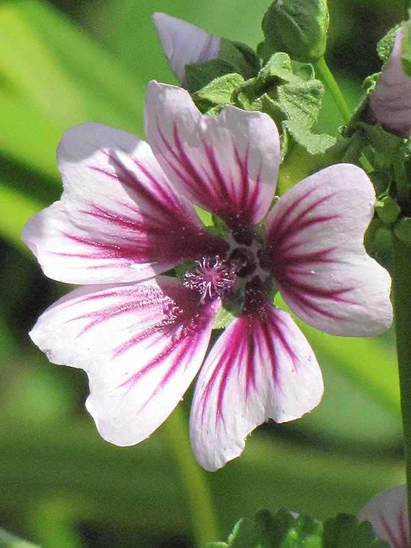 Zebrina Mallow (Malva sylvestris 'Zebrina') in Portland Brunswick